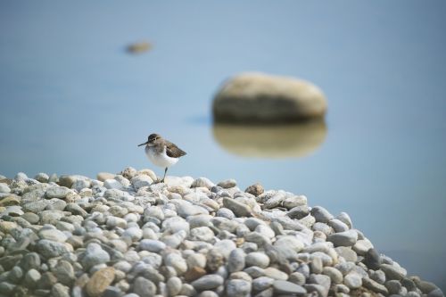 kentish plover bird field birds