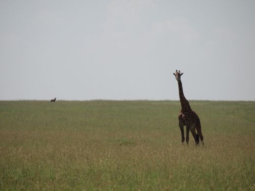 kenya giraffe wild animals