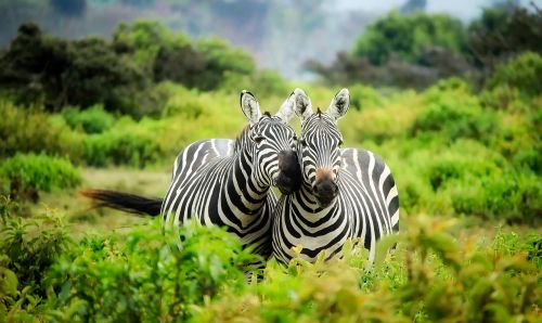 kenya africa zebras