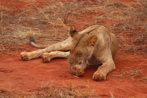 kenya lion national park