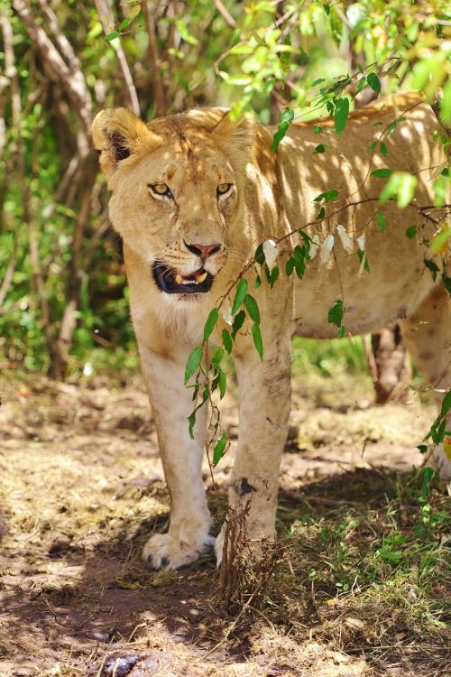 kenya lion portrait lioness