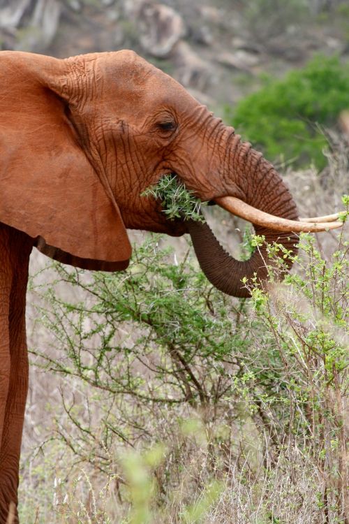 kenya safari elephant