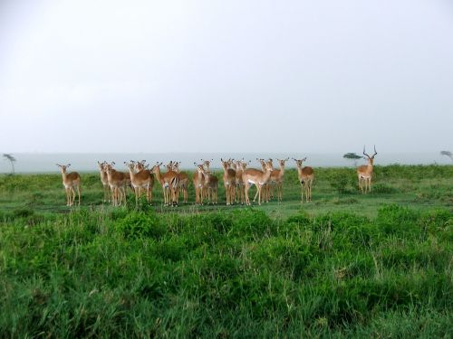 kenya game herd