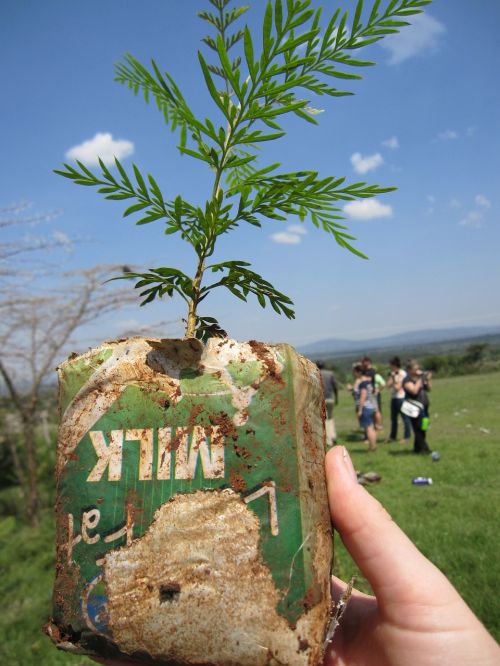 kenya mara tree planting