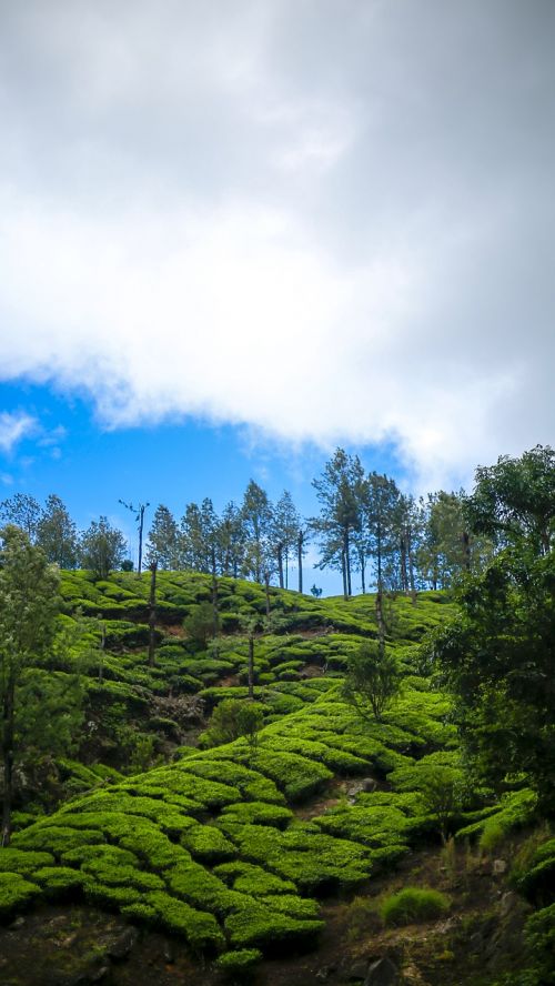 kerala nature green