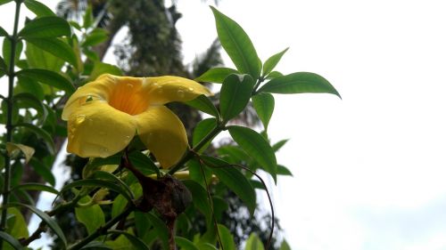 kerala yellow flower