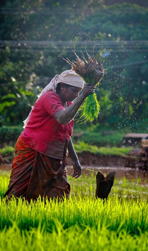 kerala  outdoor  cultivating