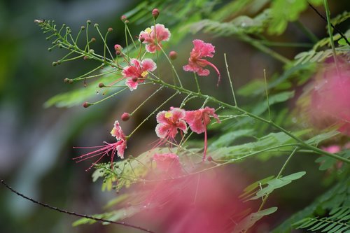 kerala  greenery  flowers