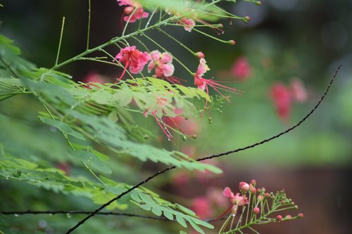 kerala  greenery  flowers