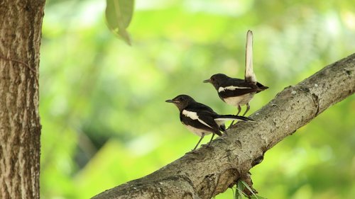 kerala  india  bird