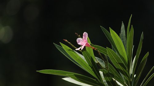 kerala  india  flower