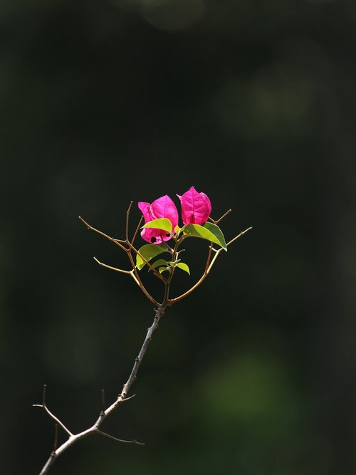 kerala  india  flower