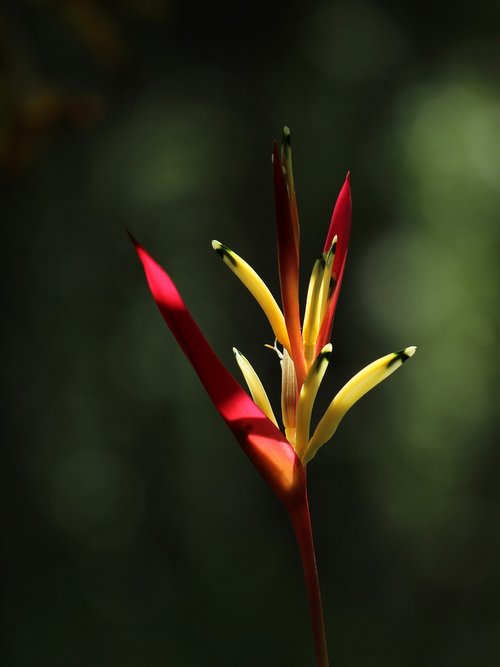 kerala  india  flower