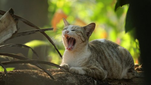 kerala  india  cat