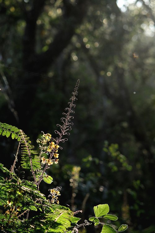 kerala  india  flower