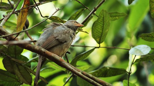 kerala  india  jungle babbler