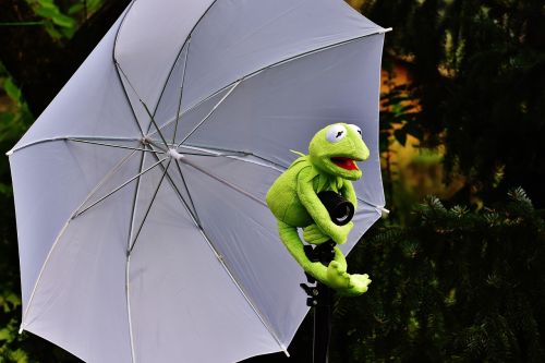 kermit photo screen frog