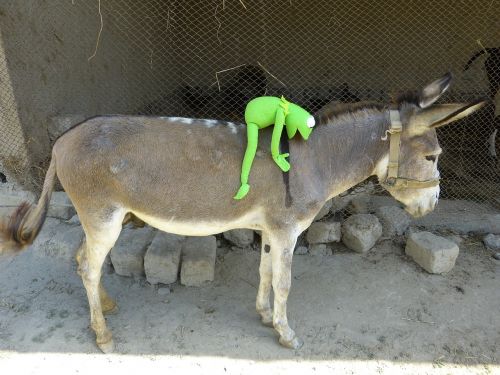 kermit frog donkey