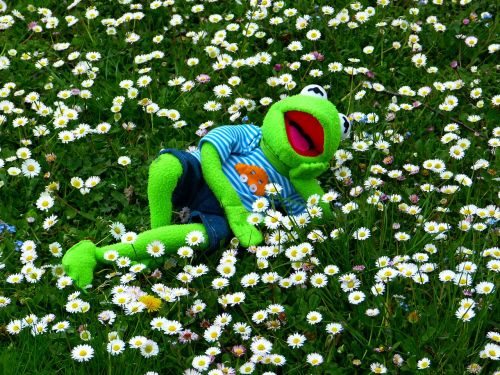 kermit frog meadow