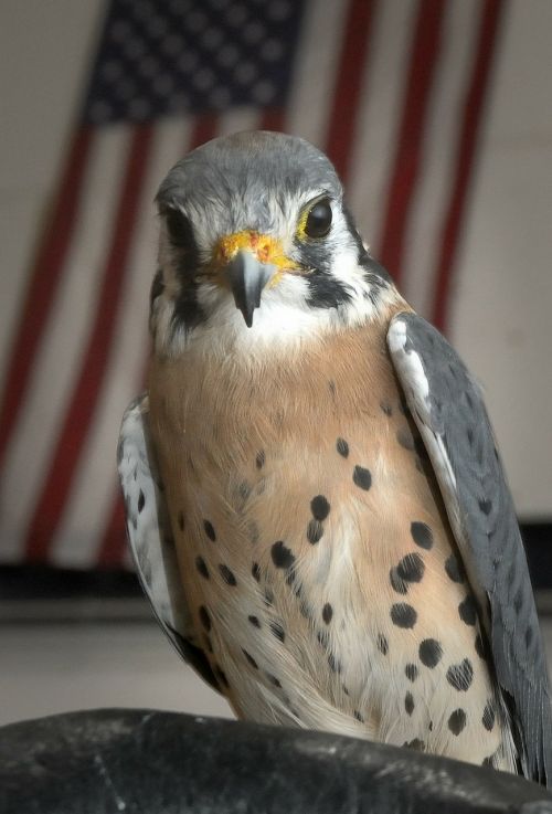 kestrel hawk bird
