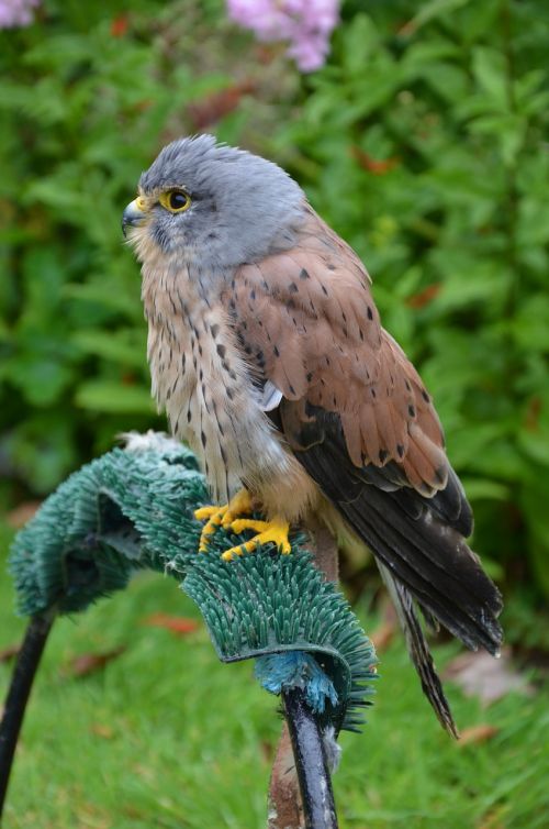 kestrel european bird