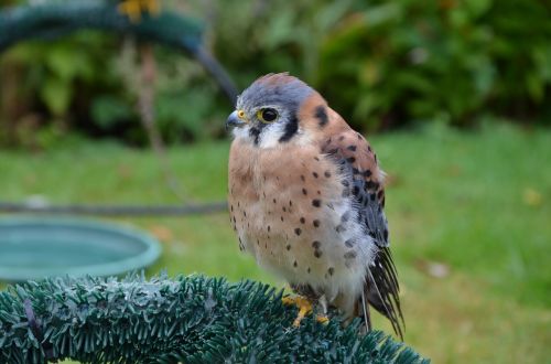 kestrel european bird