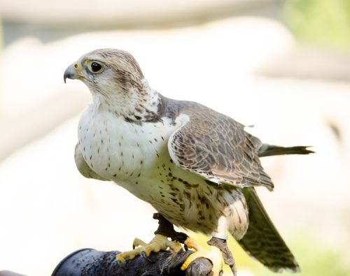 kestrel falcon falconry