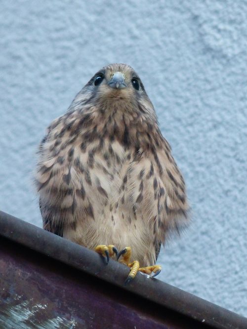 kestrel falcon young animal