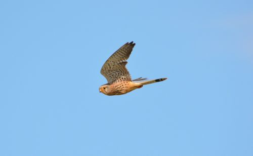 kestrel bird of prey bird