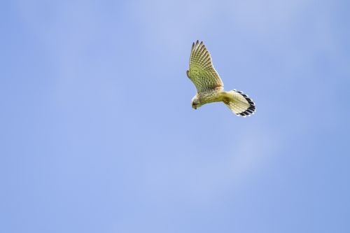 kestrel falcon vibrating flight