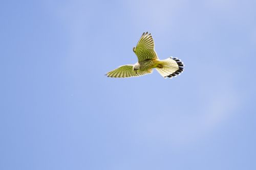 kestrel falcon vibrating flight
