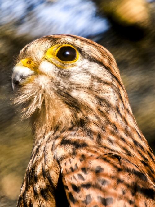 kestrel falcon nature