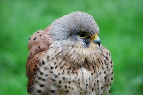 kestrel hawk close-up