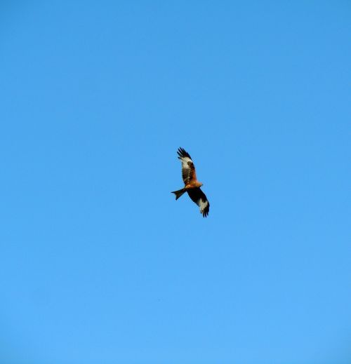 kestrel raptor bird flight