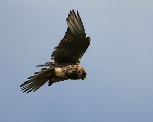 kestrel bird feathers