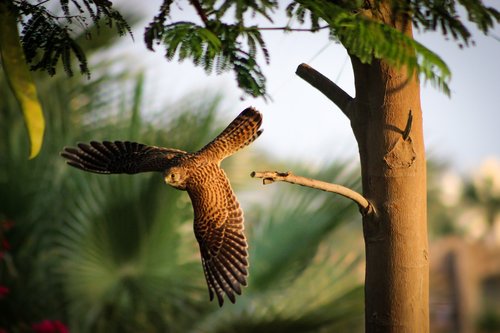 kestrel  hunting  flying