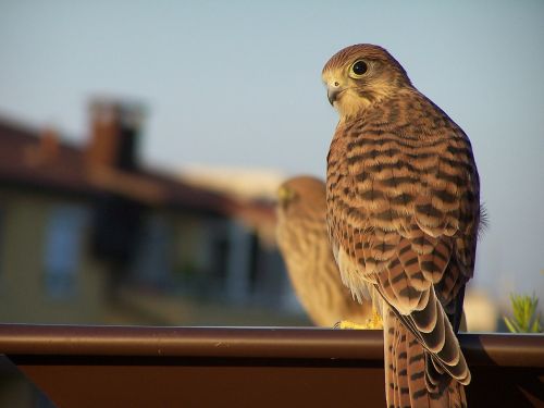 kestrel bird wild