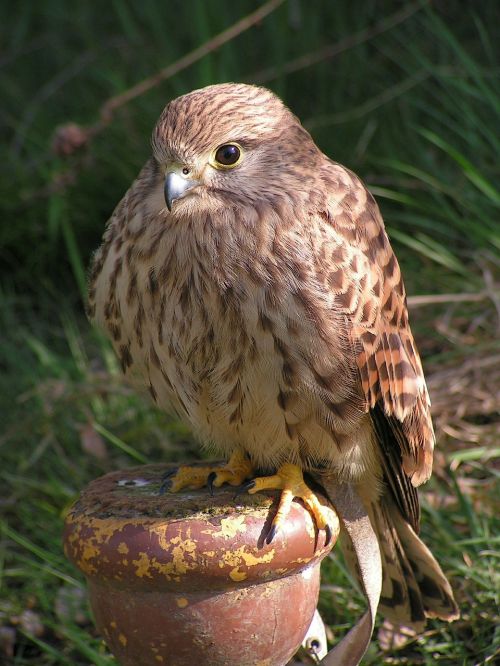 kestrel falco tinnunculus predator