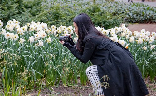 keukenhof  lisse  holland