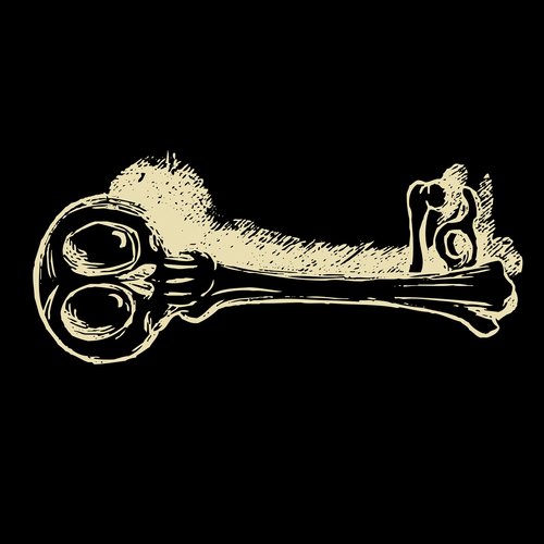 key  bone  skeleton