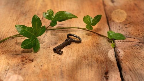 key old ivy