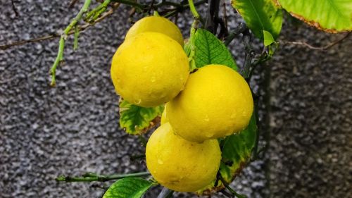 key lime citrus lime