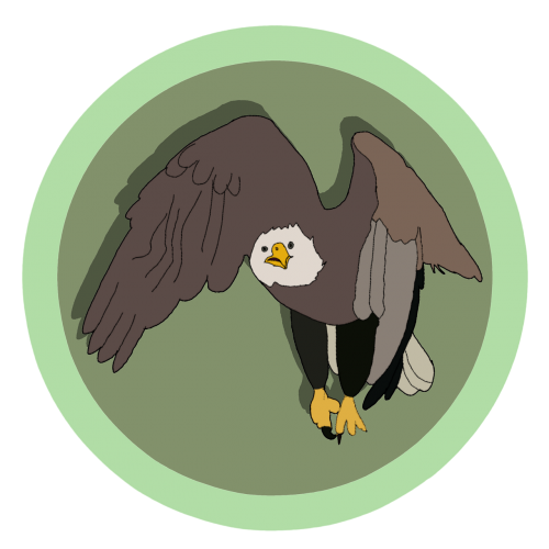 keywords eagle - bird bird