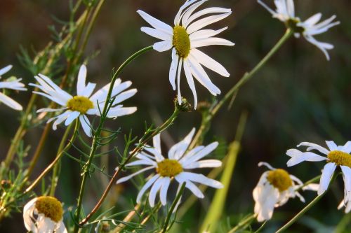 keywords fotomontáž white flowers meadow flowers