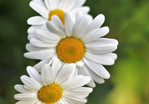 keywords fotomontáž  flower  white