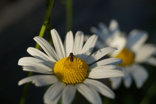 keywords fotomontáž insect flower