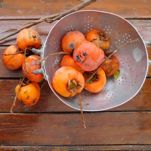 khaki autumn orange