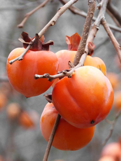 khaki rosewood fruit