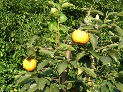 khaki fruit autumn fruit