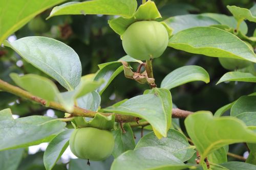 khaki unripe persimmons autumn fruits